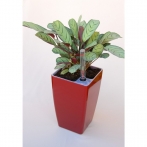 Selwatering Pots Mimosa 